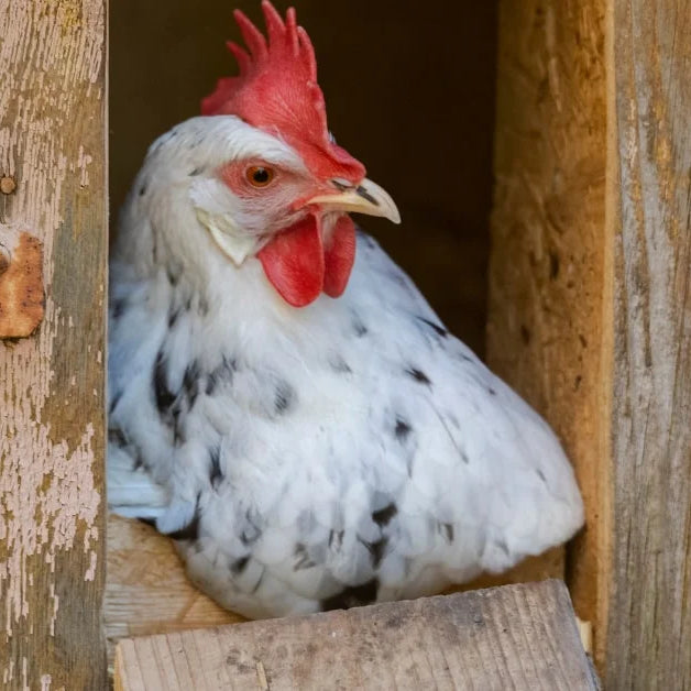 Automatic Chicken Coop Doors: The Key to a Hassle-Free Chicken Keeping Experience