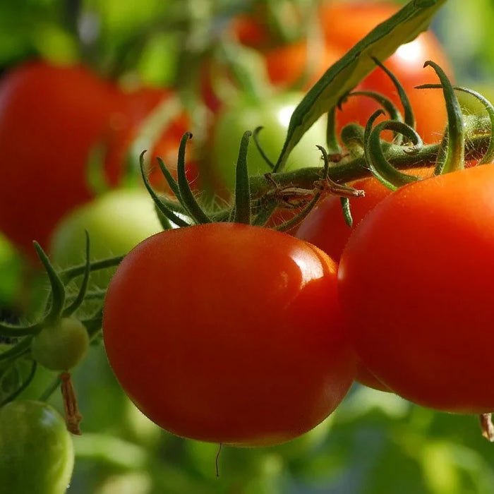 Tomato Cultivation Guide 2025
