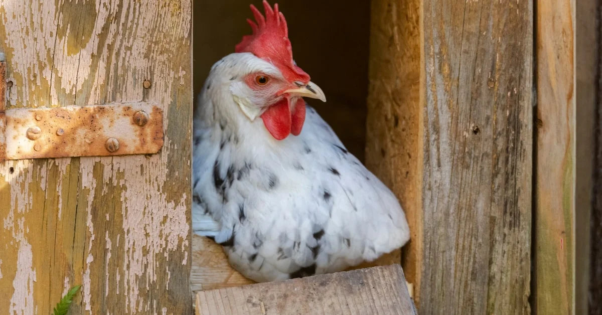 Automatic Chicken Coop Doors: The Key to a Hassle-Free Chicken Keeping Experience