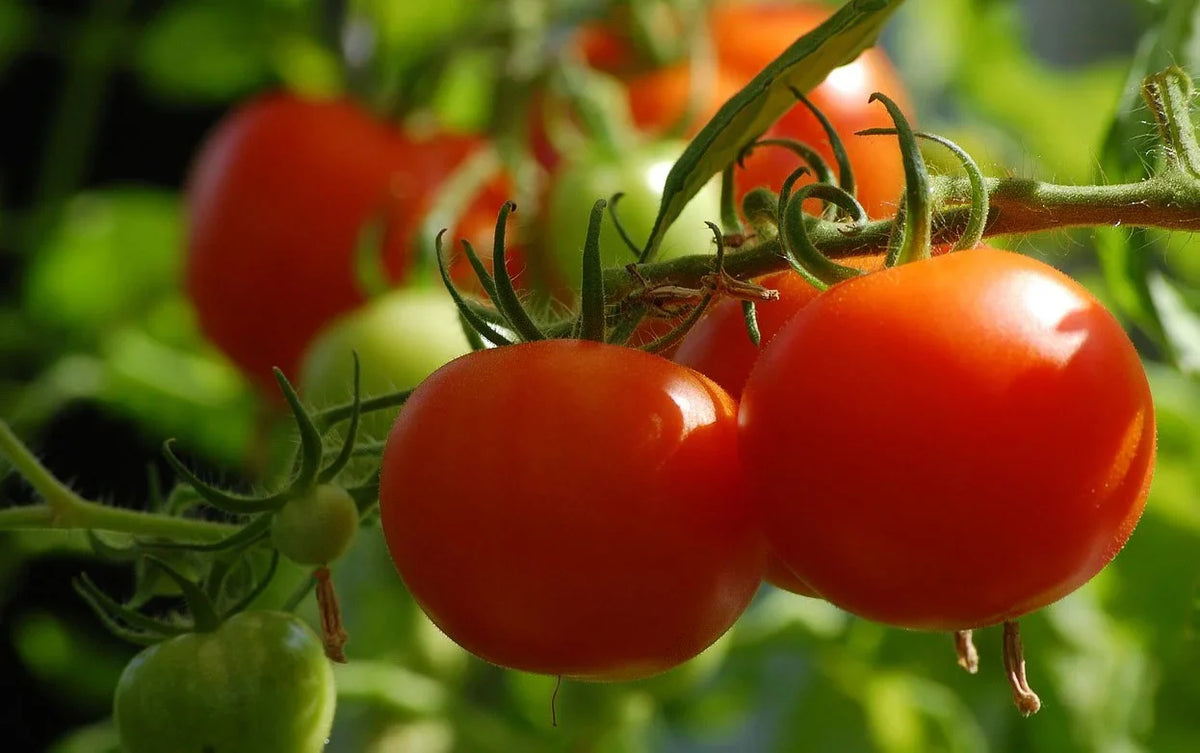 Tomato Cultivation Guide 2025