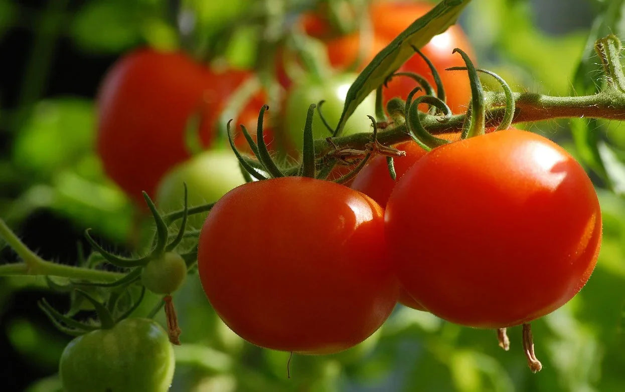 Tomato Cultivation Guide 2025