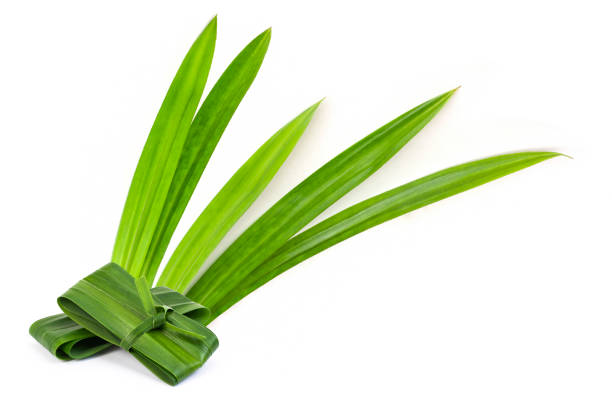 Fresh Pandan/Rampe Leaves - 3Leaves