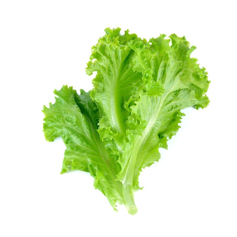 Lettuce – 250g